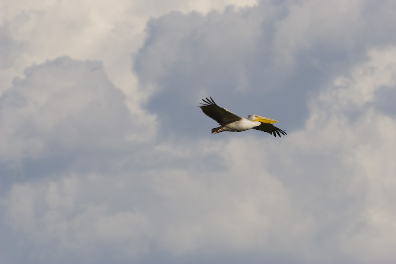 Pink-Backed Pelican In Flight